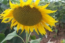 ¿What is southern Spain in the summer without Girasoles?