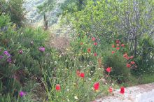 Beautiful wild flowers on the way to the Abadia in Sacramonte.