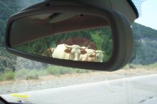 They continued to watch as we drove out of sight.